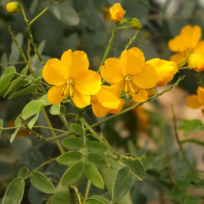 Cassia corymbosa - Casia (Bloei)