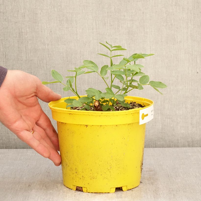 Exemplaar van Cassia corymbosa - Casia Pot van 3 l/4 l zoals geleverd in de lente