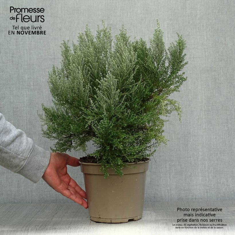 Exemplaar van Cassinia retorta Ward Silver - Buisson miel Pot van 3 l/4 l zoals geleverd in de herfst