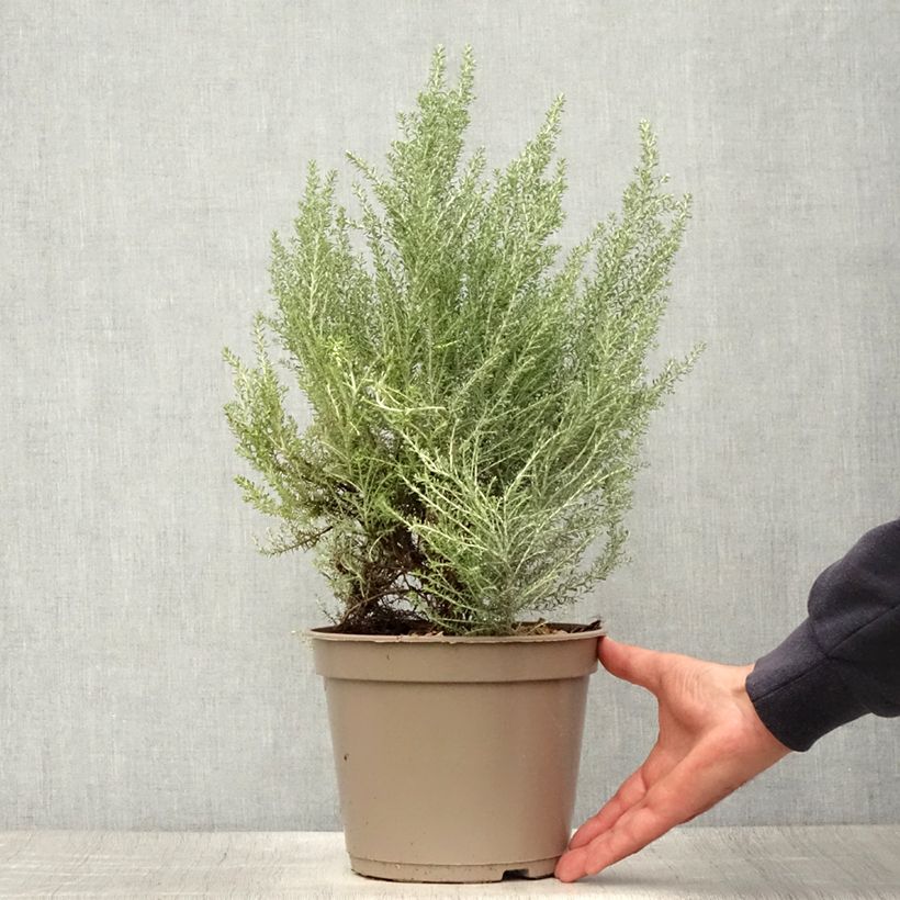 Exemplaar van Cassinia retorta Ward Silver - Buisson miel Pot van 3 l/4 l zoals geleverd in de zomer
