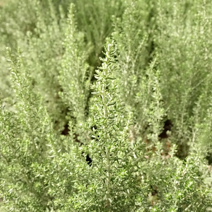 Cassinia retorta Ward Silver - Buisson miel (Blad)