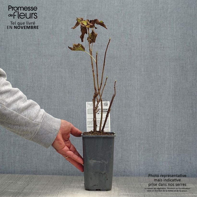 Exemplaar van Zwarte bes Andega BIO Pot van 1,5 l/2 l, Struik zoals geleverd in de herfst