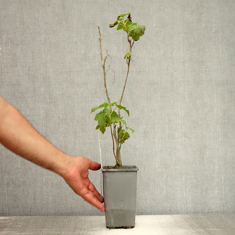 Exemplaar van Zwarte bes Andega BIO Pot van 1,5 l/2 l, Struik zoals geleverd in de zomer