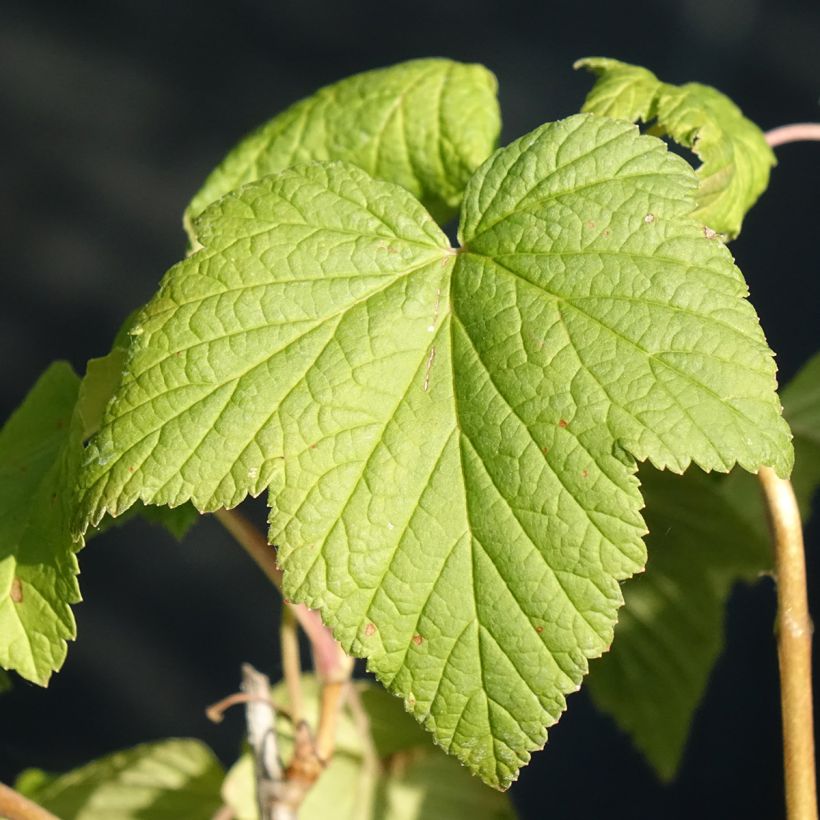 Zwarte bes Andega BIO (Blad)