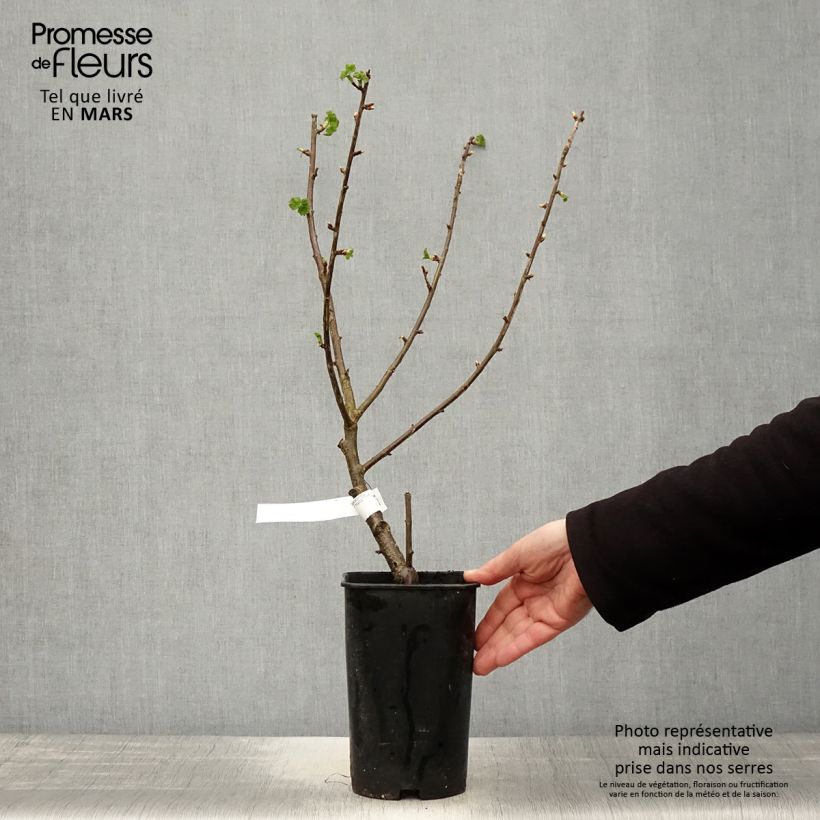 Example of Zwarte bes Black Down Pot van 2 l/3 l as you get in printemps