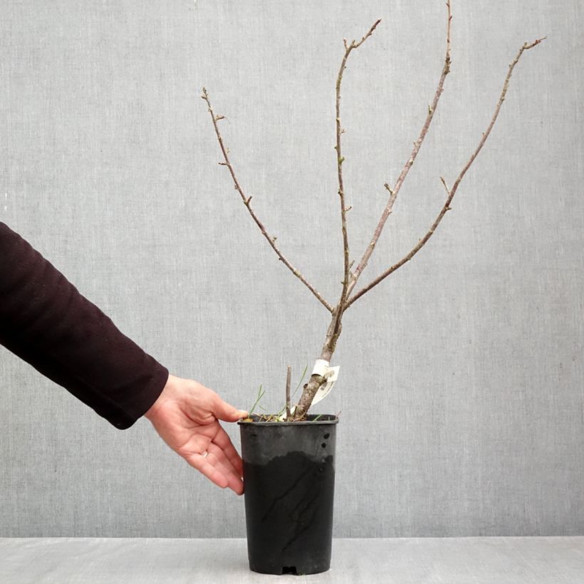 Exemplaar van Zwarte bes Black Down Pot van 2 l/3 l zoals geleverd in de herfst