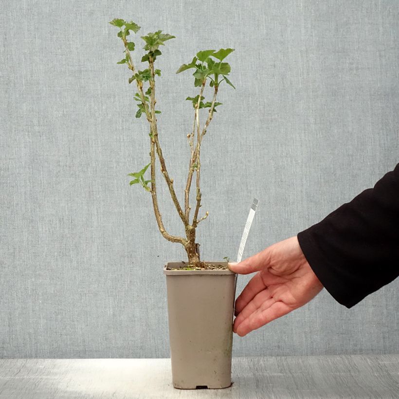 Example of Zwarte bes Black 'n Red® Premiere Pot van 1,5 l/2 l, Struik as you get in printemps