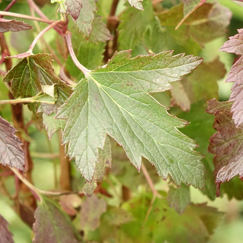 Zwarte bes Black 'n Red® Premiere (Blad)