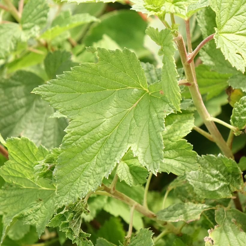 Zwarte bes Cassissima Blackbells (Blad)