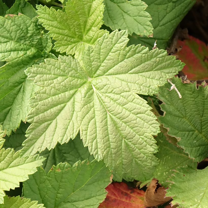 Zwarte bes Green Life (Blad)