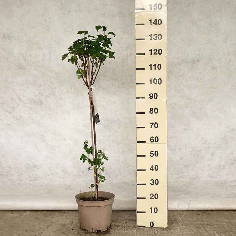 Example of Zwarte bes Delbard Robusta Pot van 7,5 l/10 l, Kwartstam as you get in printemps