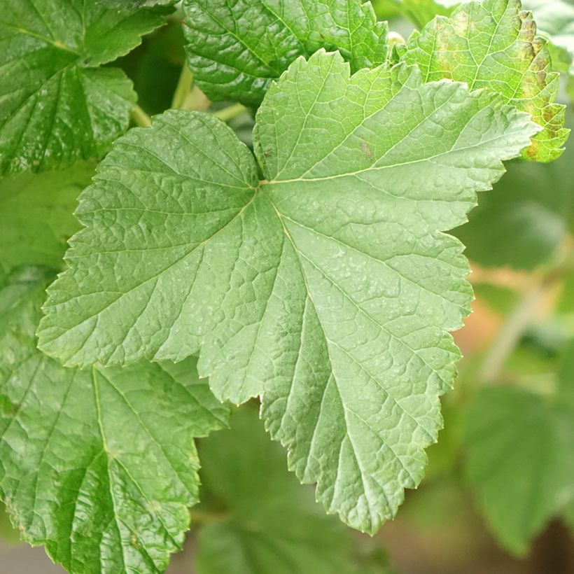 Zwarte bes Delbard Robusta (Blad)