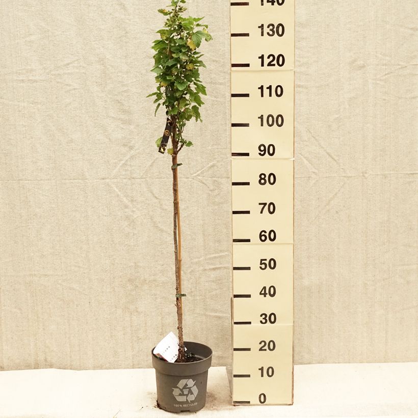 Example of Zwarte bes Ojebyn Pot van 6 l/7 l, Stengel as you get in printemps