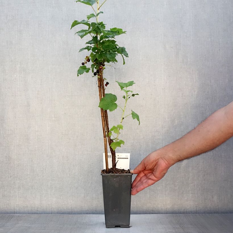 Exemplaar van Zwarte bes Titania Pot van 1,5 l/2 l, Struik zoals geleverd in de zomer