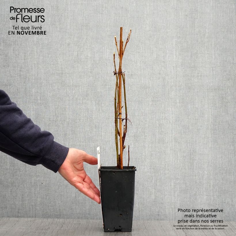 Exemplaar van Zwarte bes Titania Pot van 1,5 l/2 l, Struik zoals geleverd in de herfst