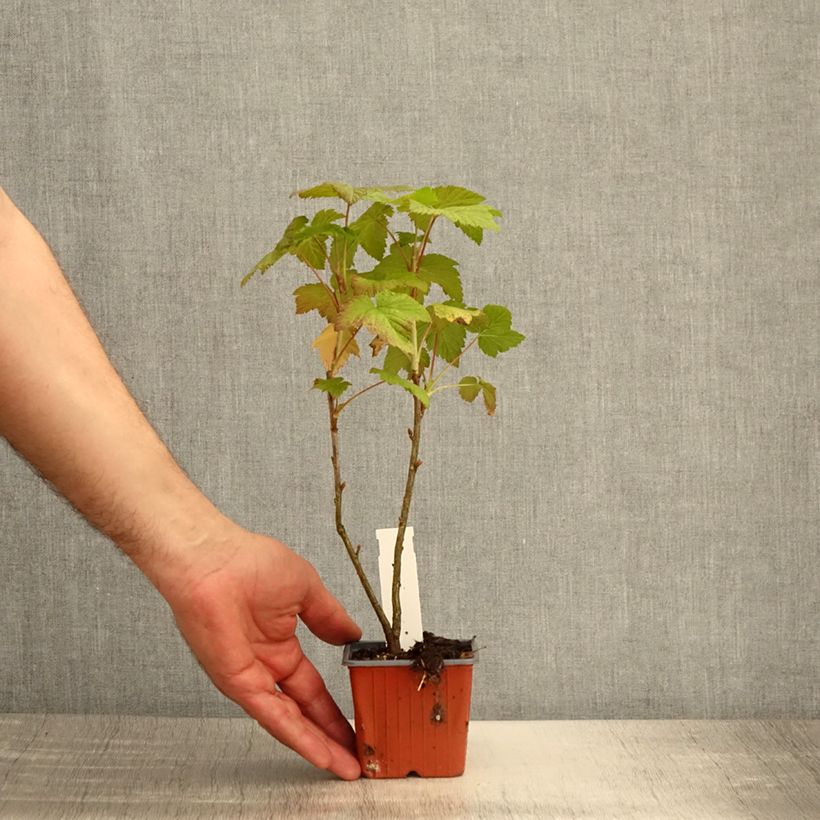 Example of Zwarte bes Titania Kweekpotje van 8/9 cm as you get in printemps