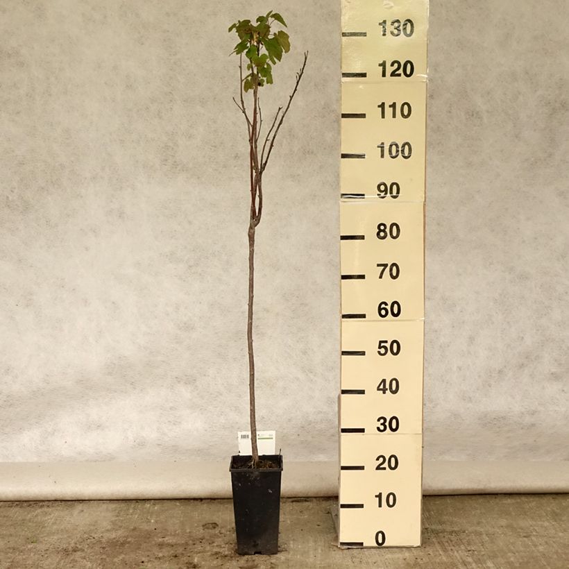 Exemplaar van Zwarte bes Titania Pot van 1,5 l/2 l, Stengel zoals geleverd in de zomer