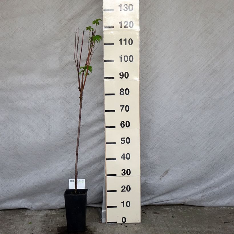 Example of Zwarte bes Titania Pot van 1,5 l/2 l, Stengel as you get in printemps