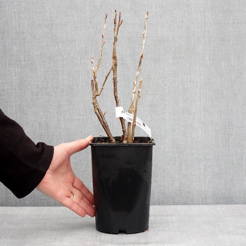 Exemplaar van Zwarte bes Triton Pot van 2 l/3 l, Pol zoals geleverd in de winter