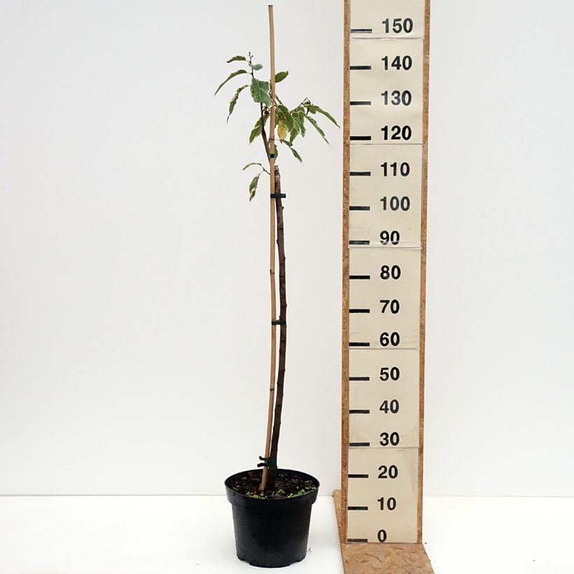 Exemplaar van Castanea sativa Albomarginata - Tamme kastanje Pot van 7,5 l/10 l zoals geleverd in de herfst