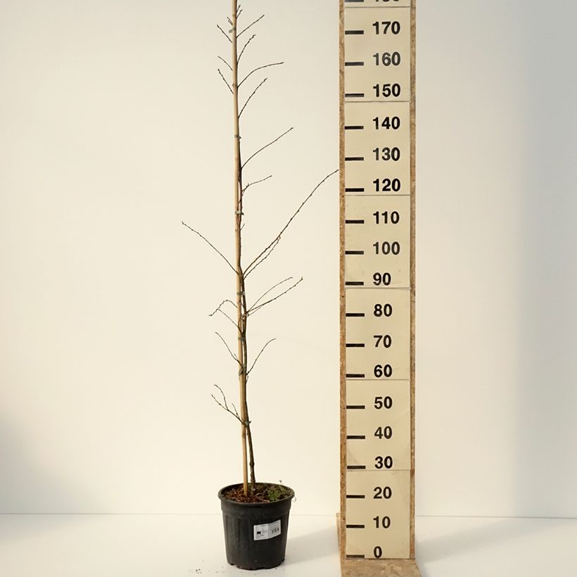 Exemplaar van Castanea sativa Aspleniifolia - Tamme kastanje Pot van 7,5 l/10 l, Stengel zoals geleverd in de winter