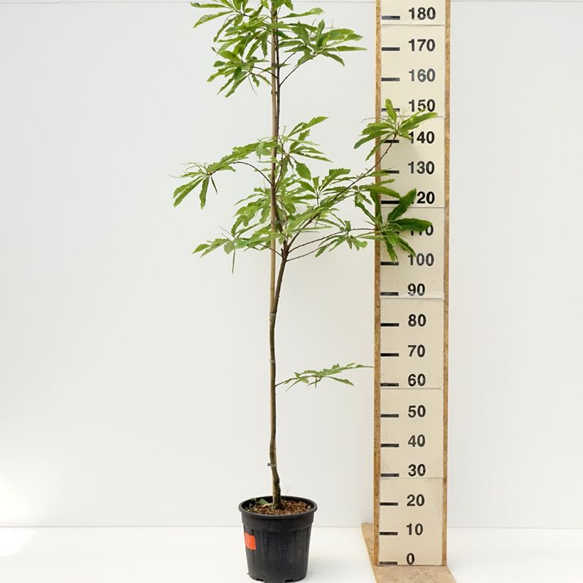 Example of Castanea sativa Aspleniifolia - Tamme kastanje Pot van 7,5 l/10 l, Stengel as you get in printemps