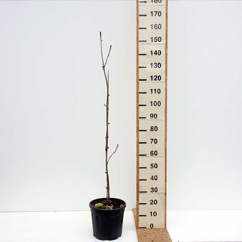 Exemplaar van Castanea sativa Aspleniifolia - Tamme kastanje Pot van 7,5 l/10 l, Stengel zoals geleverd in de herfst