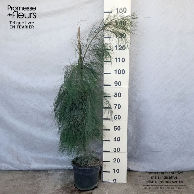 Exemplaar van Casuarina equisetifolia - Filao, Pin australien Pot de 7,5L/10L zoals geleverd in de winter