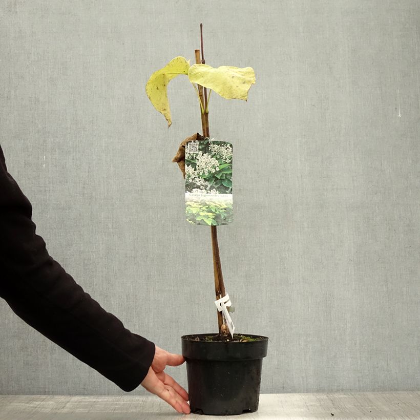 Exemplaar van Catalpa bignonioides Aurea - Trompetboom Pot van 2 l/3 l zoals geleverd in de herfst