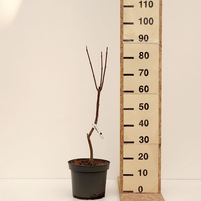 Exemplaar van Catalpa bignonioides Aurea - Catalpa doré Pot de 4L/5L zoals geleverd in de winter