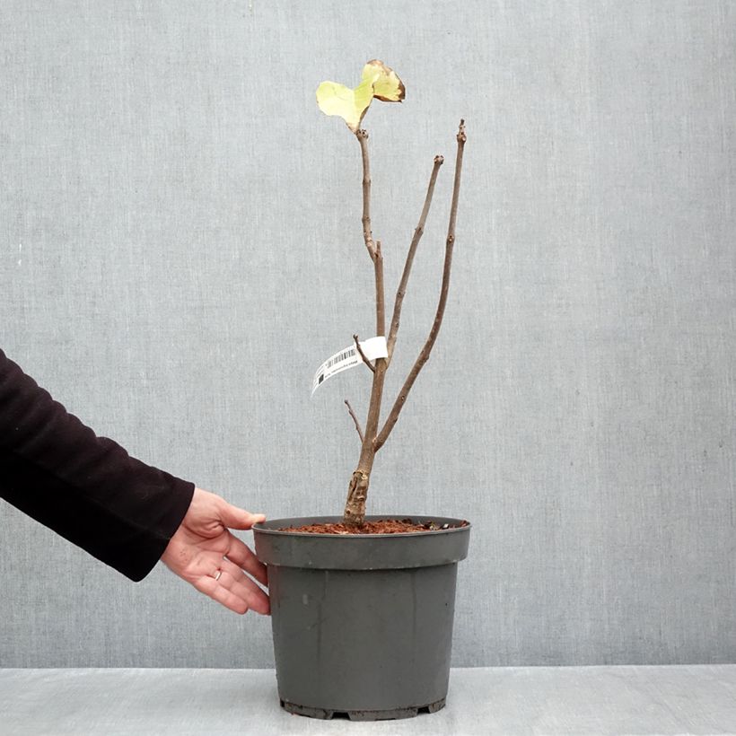 Exemplaar van Catalpa bignonioides Aurea - Trompetboom Pot van 4 l/5 l zoals geleverd in de herfst