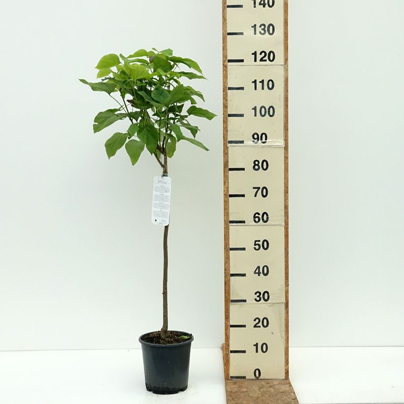 Exemplaar van Catalpa bignonioides Nana - Trompetboom Pot van 3 l/4 l, Stengel zoals geleverd in de zomer