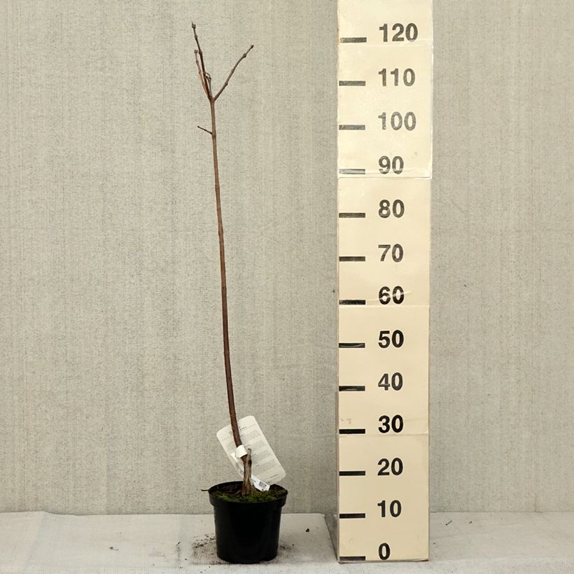 Exemplaar van Catalpa erubescens Purpurea - Trompetboom Pot van 3 l/4 l zoals geleverd in de herfst