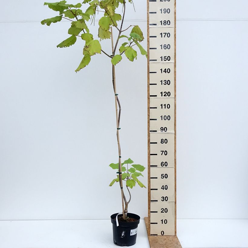 Exemplaar van Catalpa ovata Slender Silhouette - Chinese trompetboom Pot van 7,5 l/10 l zoals geleverd in de zomer