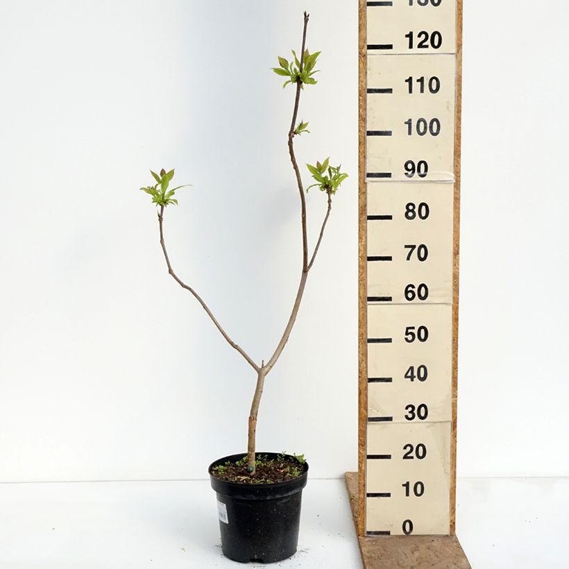 Exemplaar van Catalpa ovata Slender Silhouette - Chinese trompetboom Pot van 7,5 l/10 l zoals geleverd in de lente