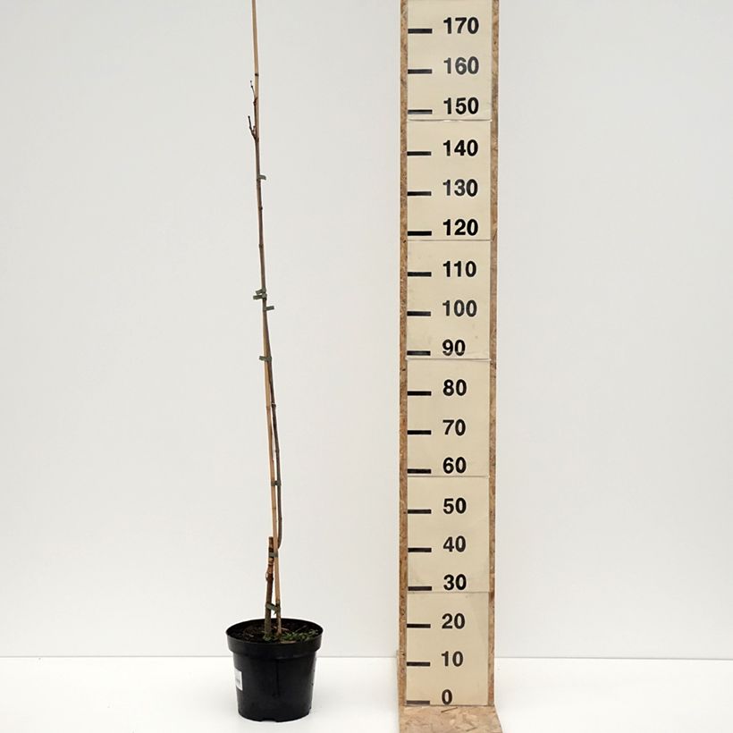 Exemplaar van Catalpa speciosa Pulverulenta - Catalpa élégant Pot de 7,5L/10L zoals geleverd in de winter