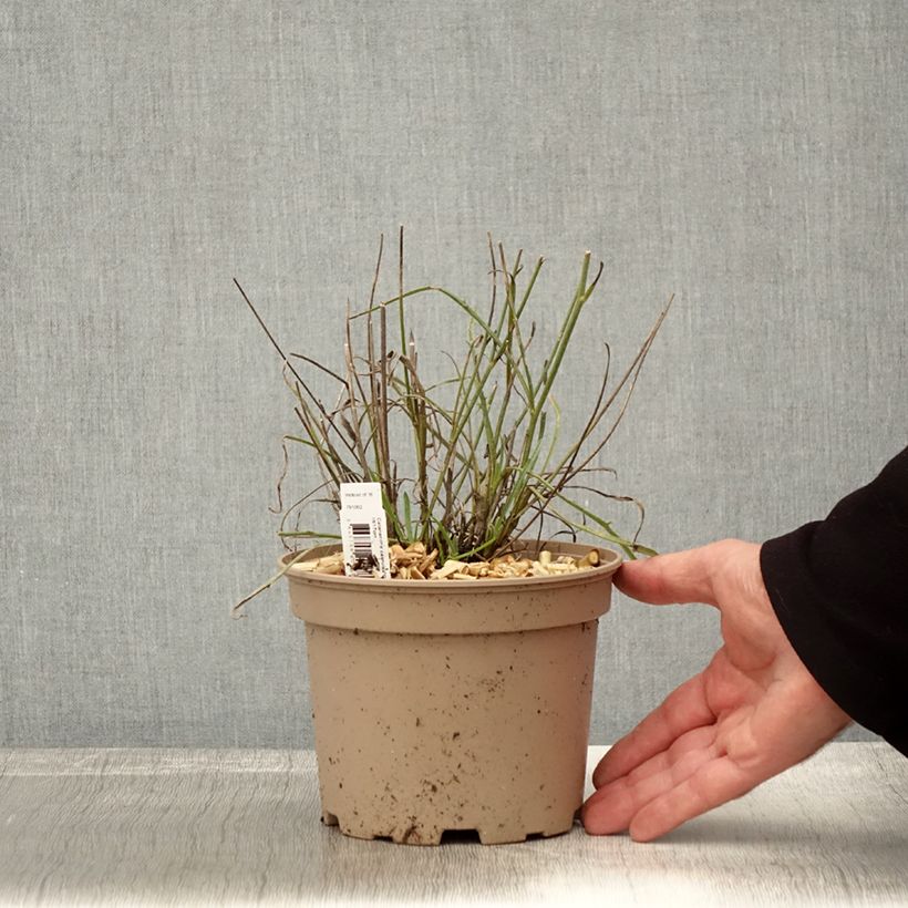 Exemplaar van Catananche caerulea - Blauwe strobloem Pot van 2 l/3 l zoals geleverd in de herfst