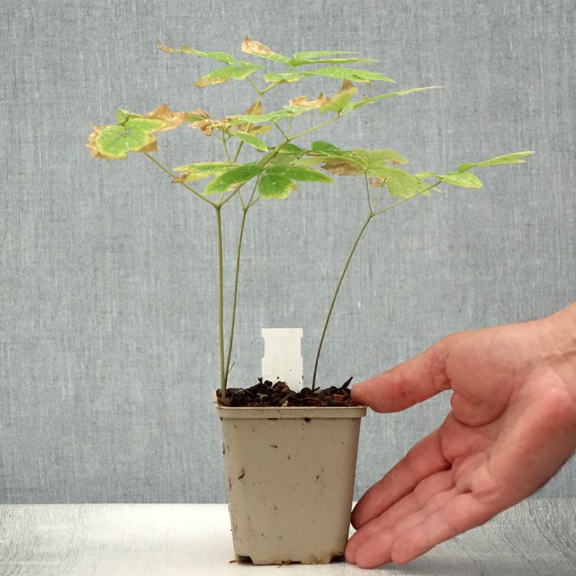 Exemplaar van Caulophyllum thalictroides - Vrouwenwortel Kweekpotje van 8/9 cm zoals geleverd in de zomer