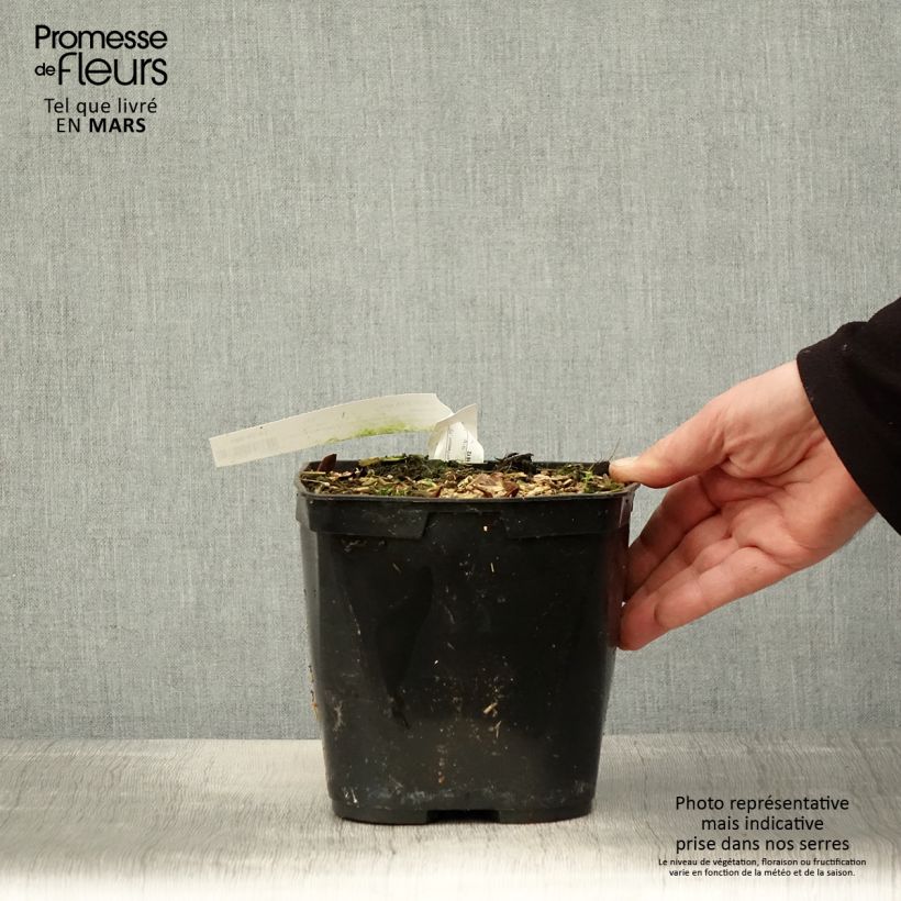 Exemplaar van Cautleya spicata Robusta - Siergember Pot van 2 l/3 l zoals geleverd in de lente