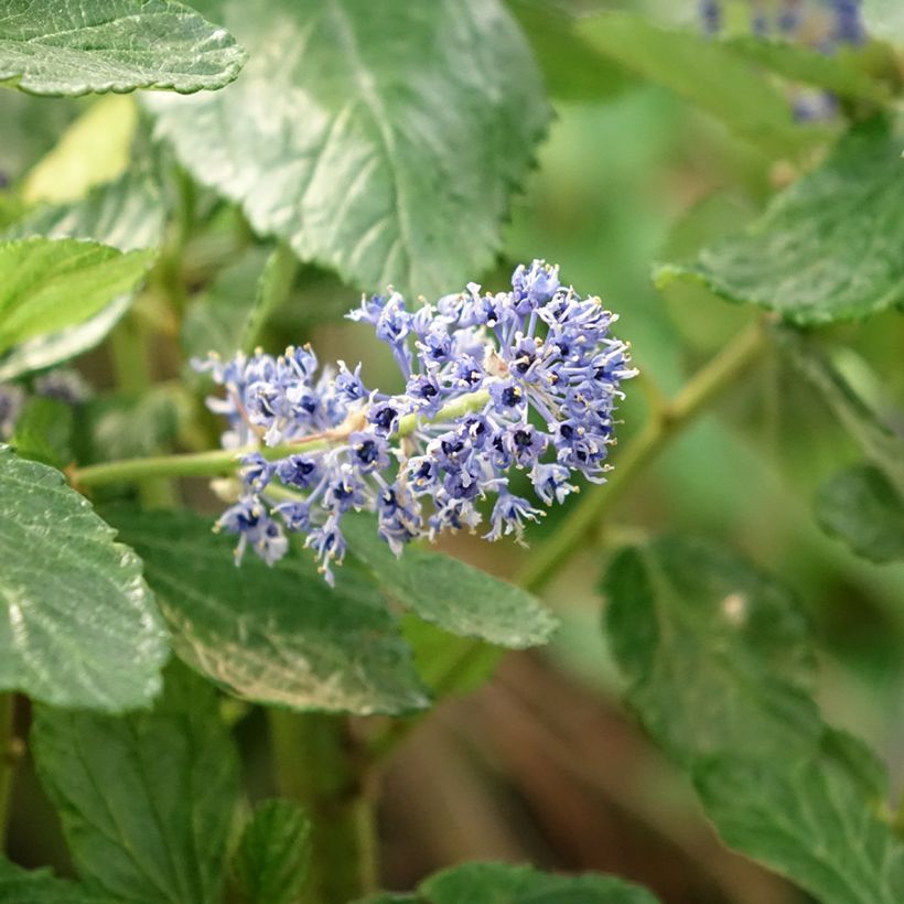 Ceanothus Trewithen Blue - Amerikaanse sering (Bloei)