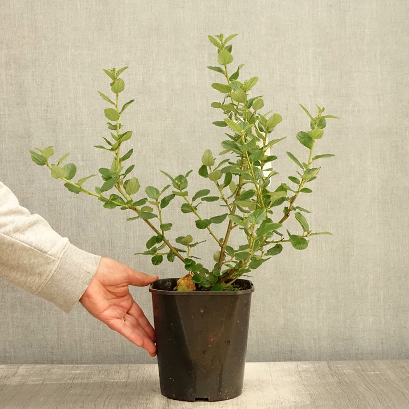 Exemplaar van Ceanothus Trewithen Blue - Amerikaanse sering Pot van 4 l/5 l zoals geleverd in de herfst