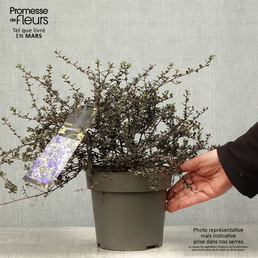 Exemplaar van Ceanothe Blue Sapphire - Amerikaanse sering Pot van 2 l/3 l zoals geleverd in de lente