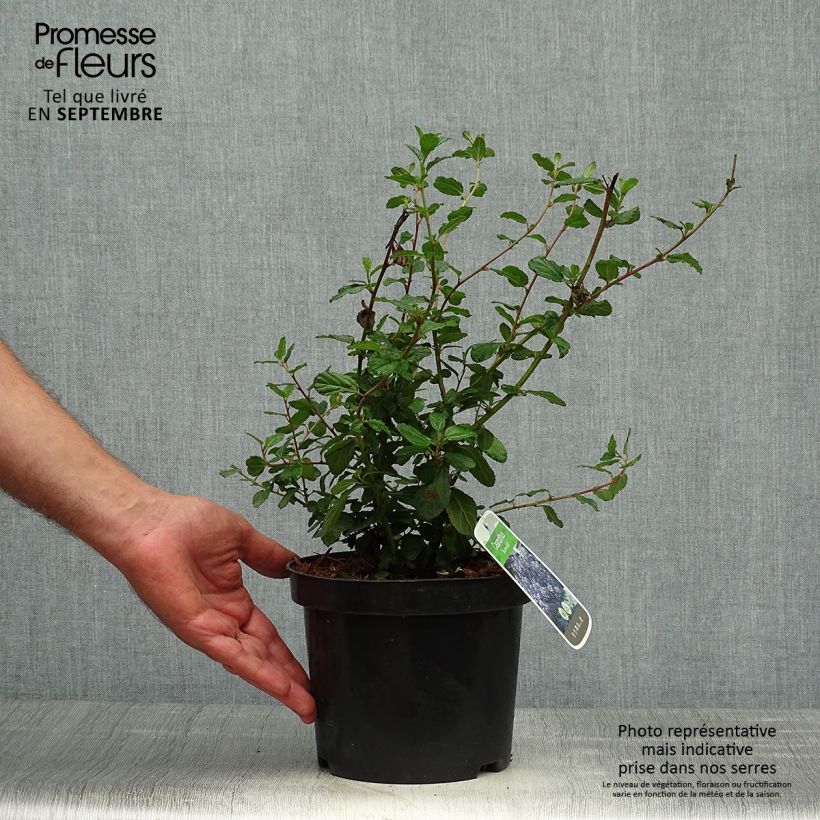 Exemplaar van Ceanothus Burkwoodii - Amerikaanse sering Pot van 2 l/3 l zoals geleverd in de herfst