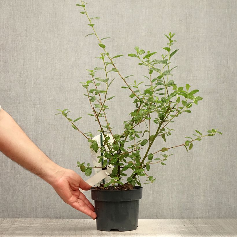 Exemplaar van Ceanothus Burkwoodii - Amerikaanse sering Pot van 2 l/3 l zoals geleverd in de zomer