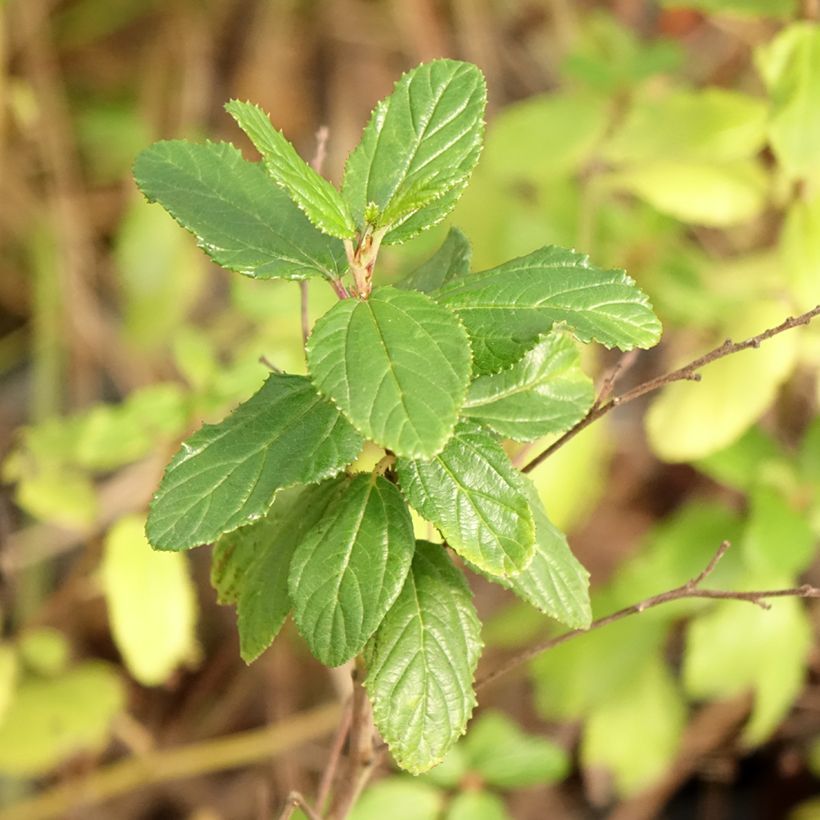 Ceanothus Burkwoodii - Amerikaanse sering (Blad)