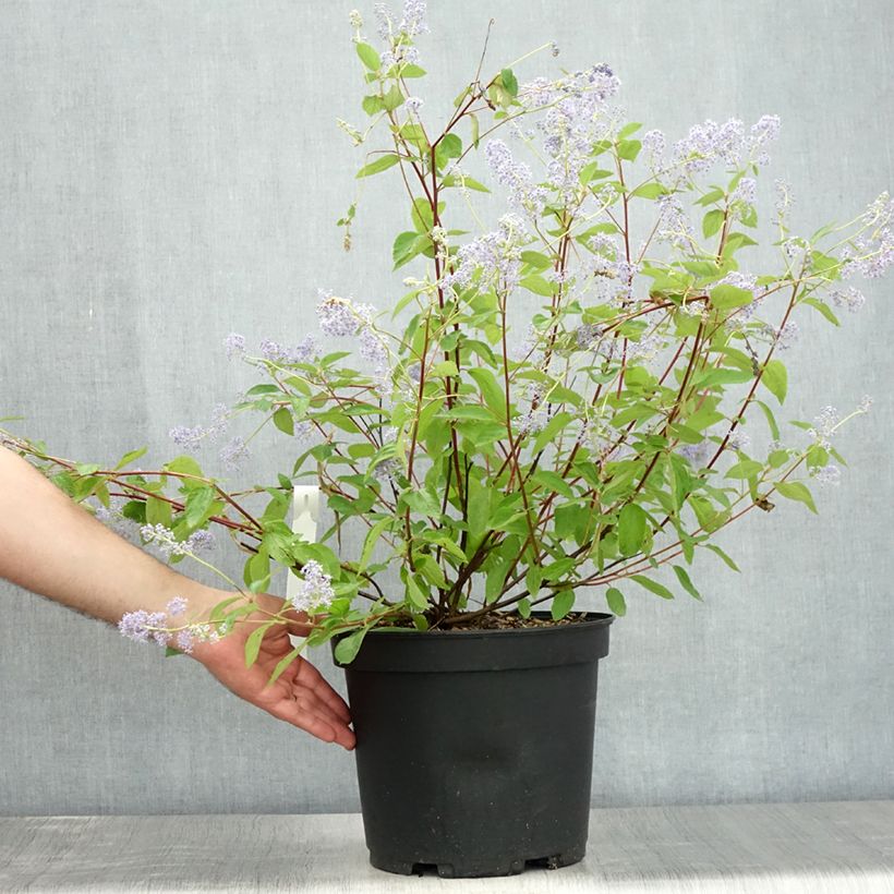 Exemplaar van Ceanothus delilianus - Amerikaanse sering Pot van 7,5 l/10 l zoals geleverd in de zomer