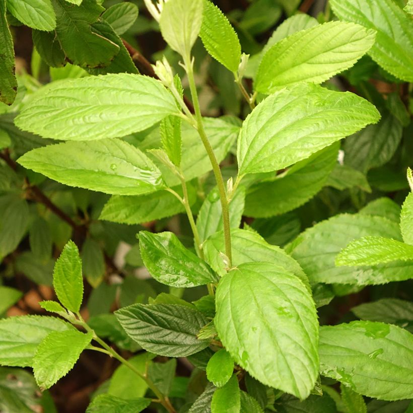 Ceanothus delilianus Henri Desfossé - Amerikaanse sering (Blad)