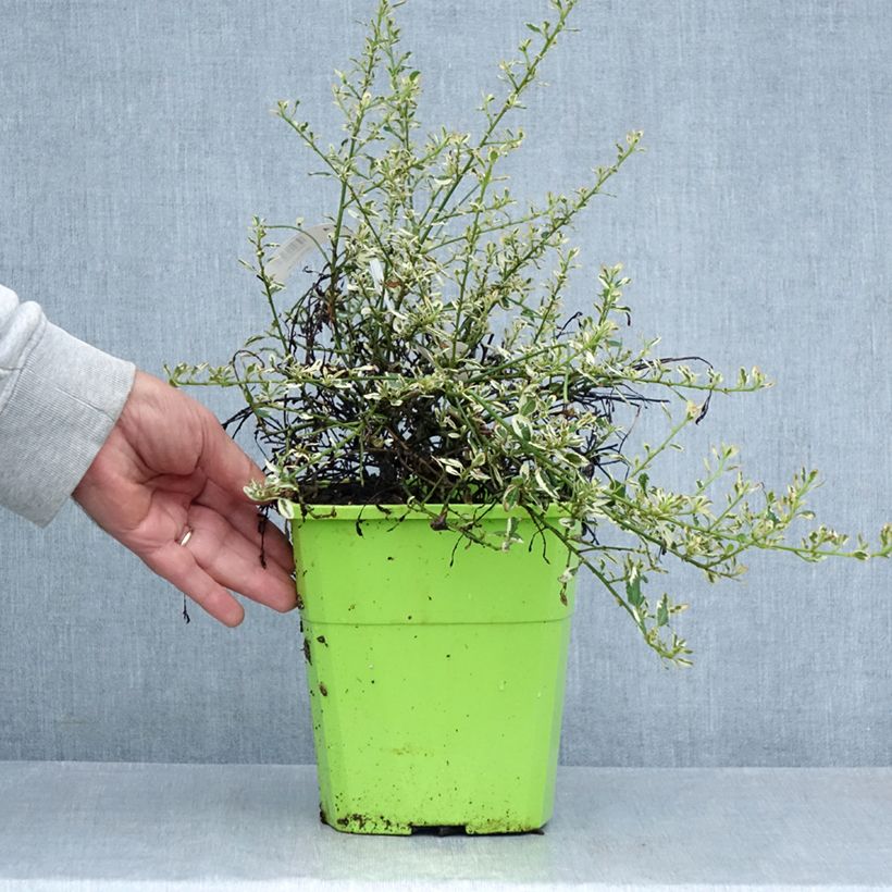 Exemplaar van Ceanothus impressus Cool Blue - Amerikaanse sering Pot van 4 l/5 l zoals geleverd in de zomer