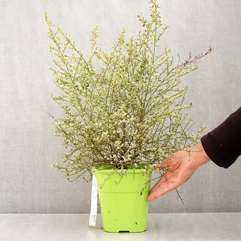 Exemplaar van Ceanothus impressus Cool Blue - Amerikaanse sering Pot van 4 l/5 l zoals geleverd in de herfst