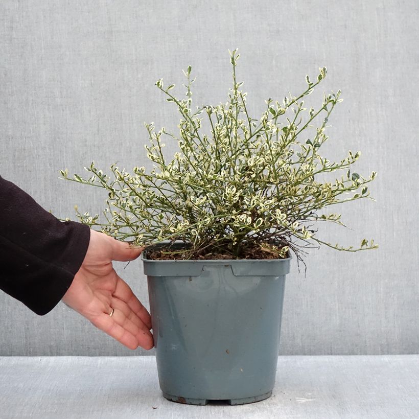 Example of Ceanothus impressus Cool Blue - Amerikaanse sering Pot van 4 l/5 l as you get in hiver